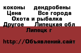 коконы    дендробены › Цена ­ 25 - Все города Охота и рыбалка » Другое   . Липецкая обл.,Липецк г.